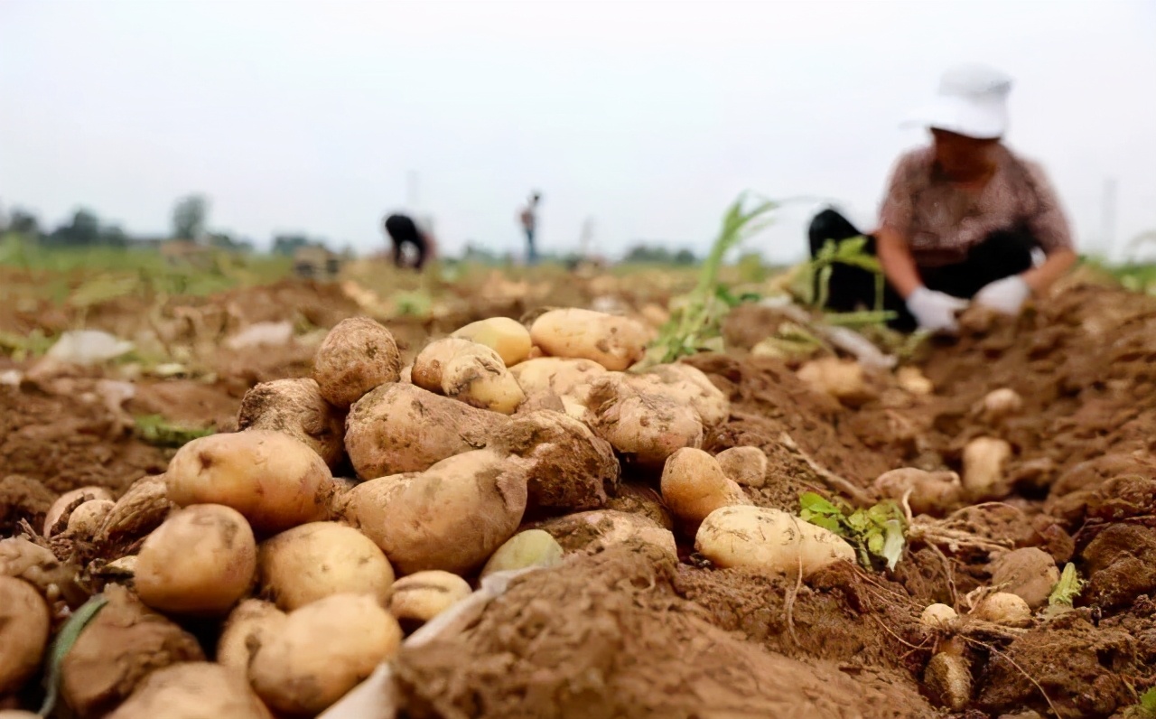 如何打造数字化农业示范基地,数字农业基地建设