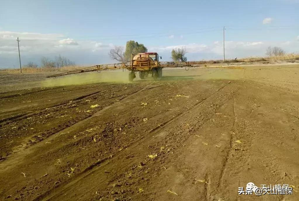 棉花除草剂常见药害的预防及解救,二甲双氟除草剂棉花药害怎么解除