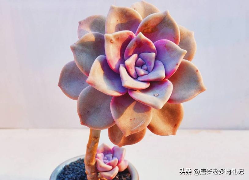 紫乐和华丽风车种一起可以吗,多肉华丽风车和粉兔