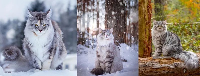 喵界的“荒野猎人”,被人误会多年,其实它才是俄罗斯的国猫