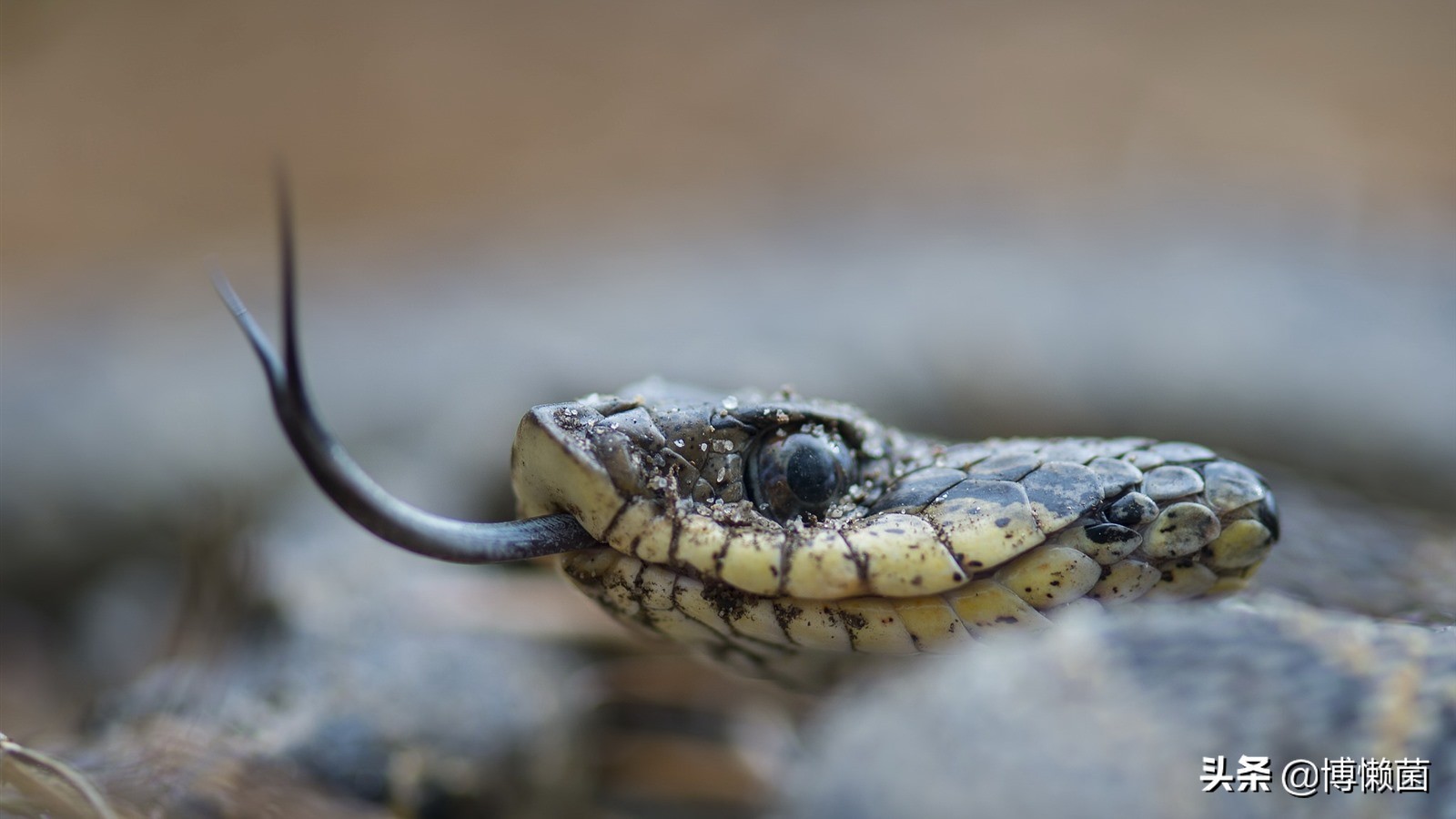 最恶心的撩妹方式：骆驼吐肉球，肉球越大越丑，越容易获得交配权
