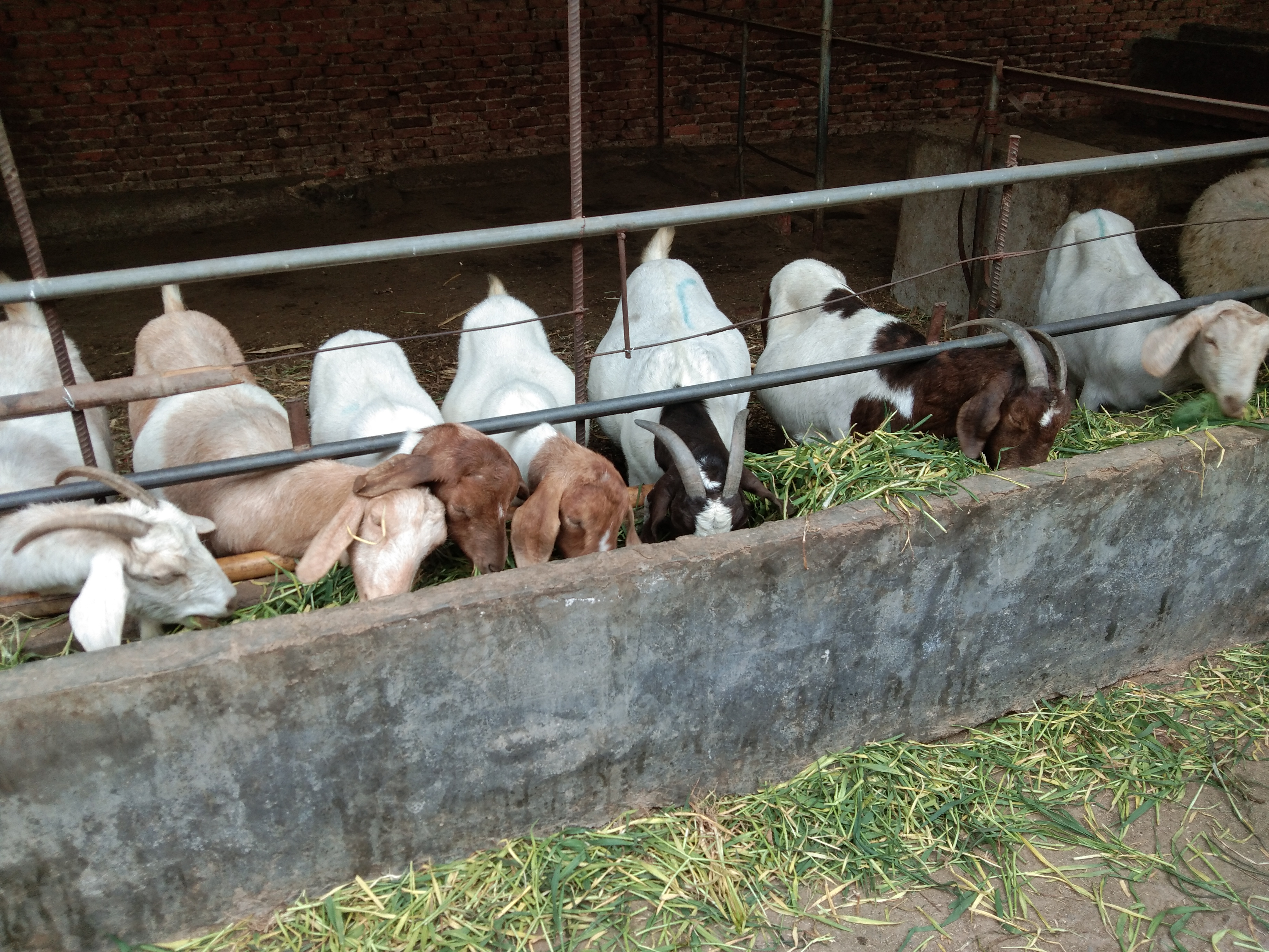 养羊疫苗时间表,养羊疫苗接种时间表