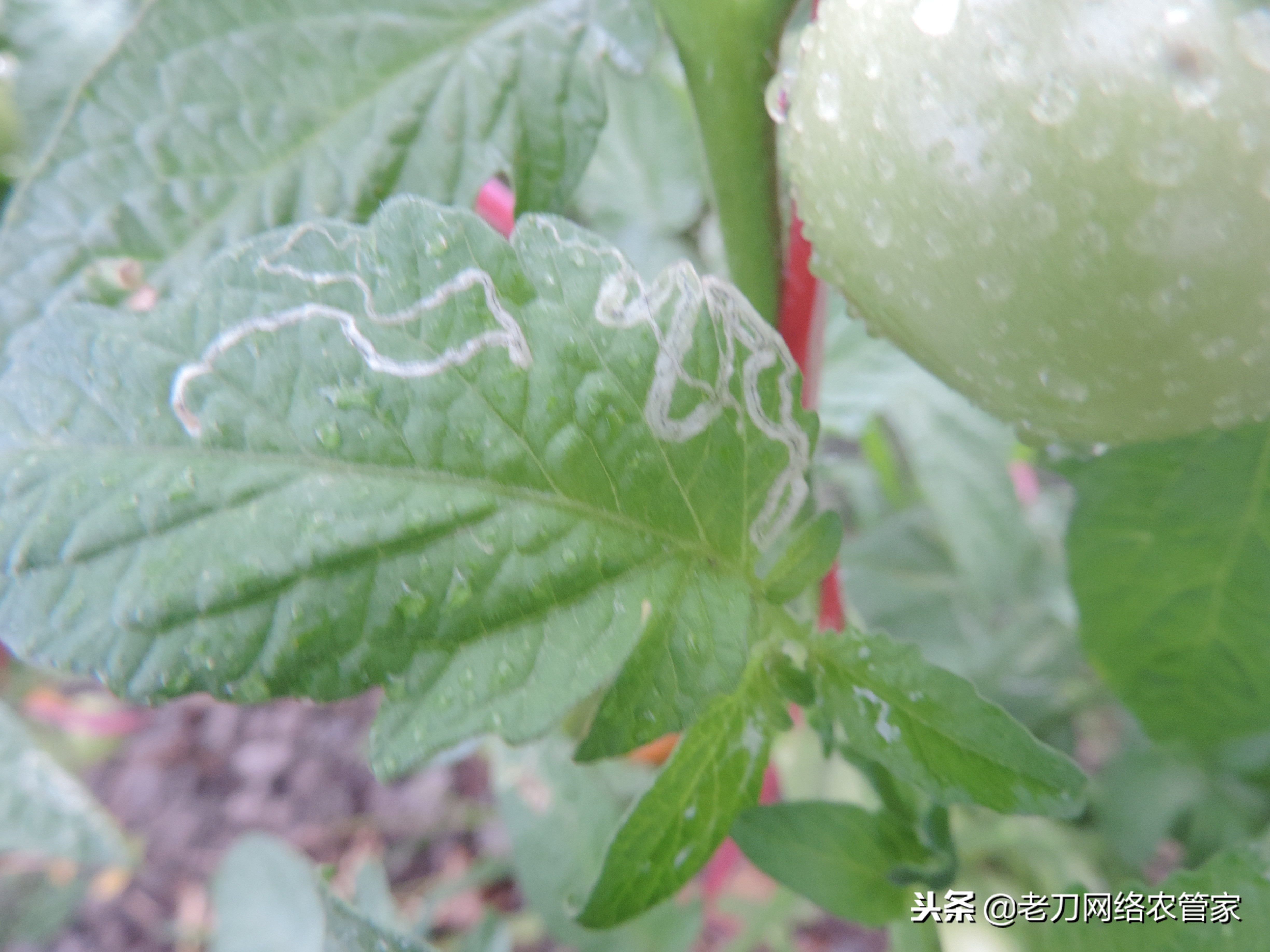 斑潜蝇潜叶蛾鬼画符,斑潜蝇鬼画符图谱