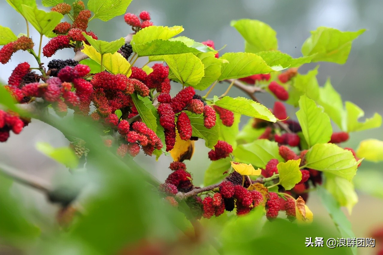 四季果桑有几个品种,新手种果桑哪个品种最好