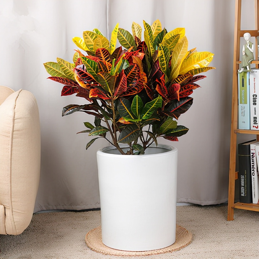 人养花一时养人一生,人养花同时花也养人