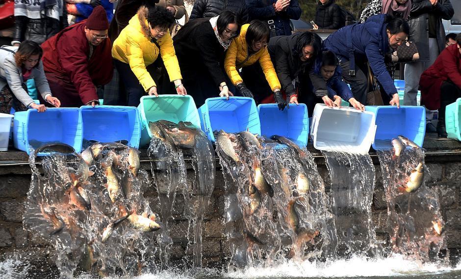 放生变杀生？北京发现两只放生的中华草龟，专家：冬天会冻死