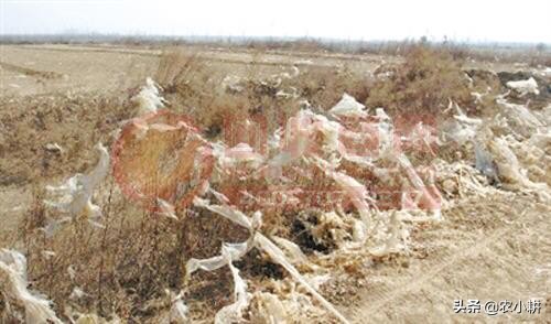 农膜污染最新治理方案,废旧农膜污染图