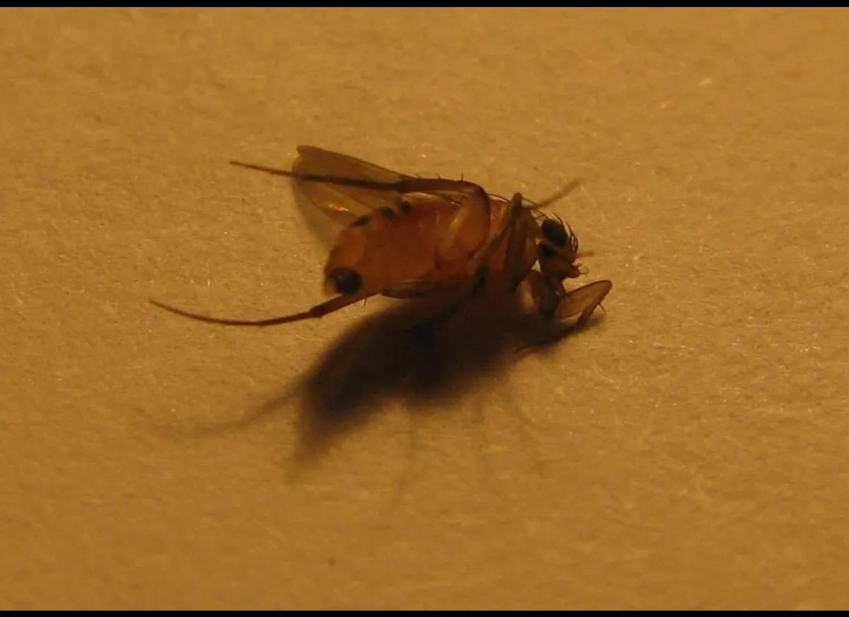 被墨蚊咬了身上全是小红点,被墨蚊子咬了怎样治疗