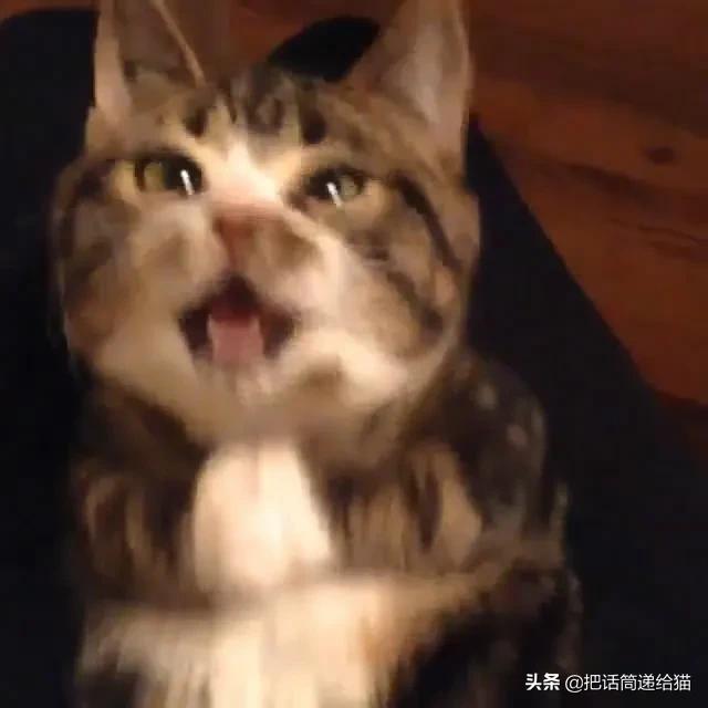 猫兄妹可爱视频,矮脚猫兄妹