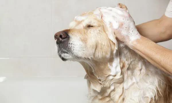 生病狗狗死之前的征兆,狗狗生病快不行的征兆