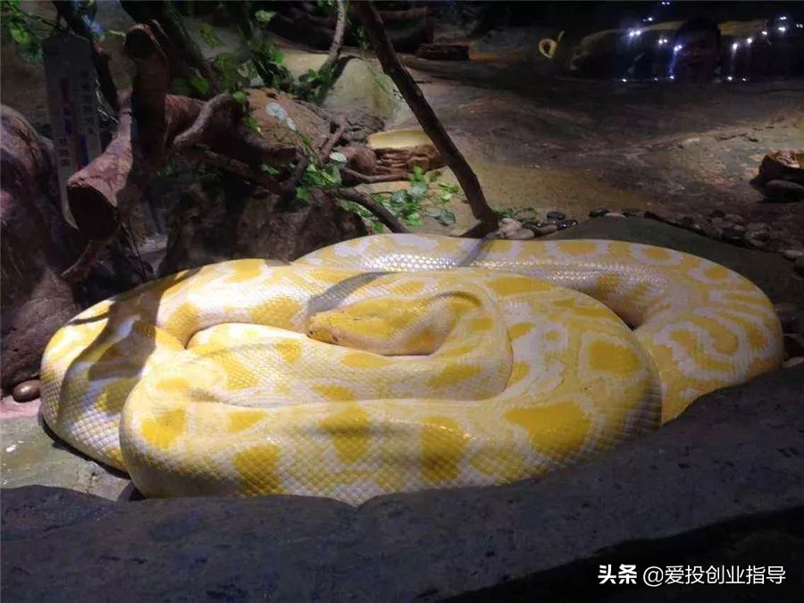 贝窝：与你“童”行丨来长隆，一起撒欢，一起找回儿时欢乐