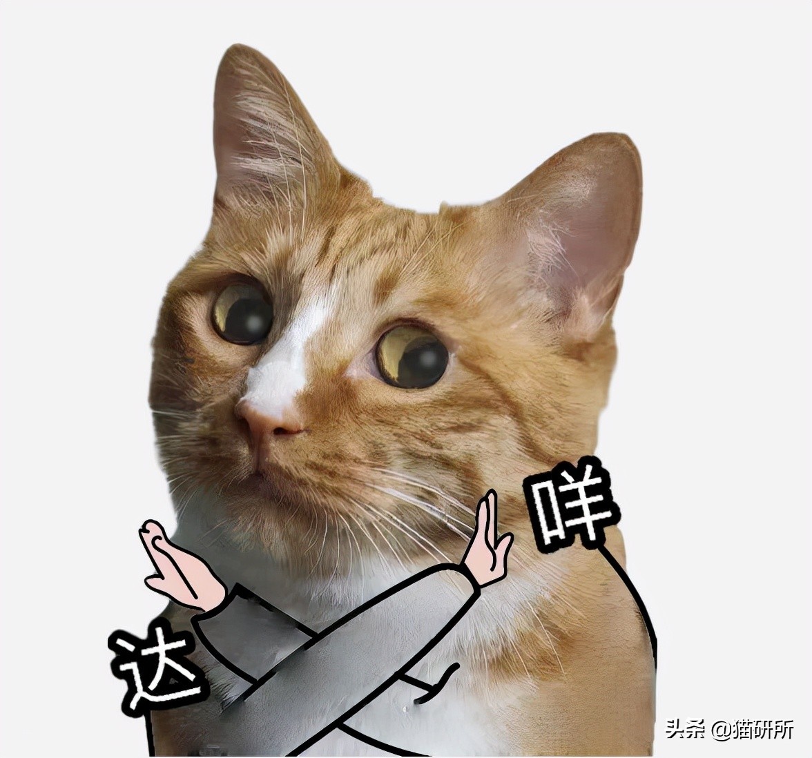 假期外出如何给猫咪找靠谱寄养,怎么找靠谱的猫咪寄养