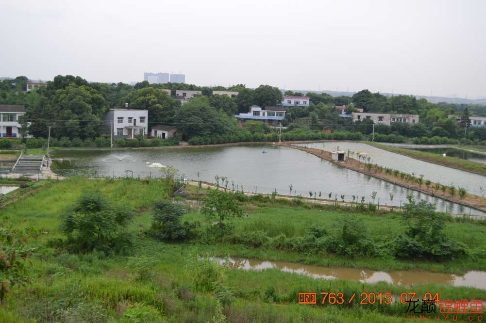 锦鲤苗成长,日本锦鲤水花苗成长