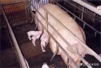 母猪产后无乳怎么办？原来问题在这里.......