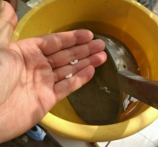 想要养好绿萝注意这几点就够了,绿萝这样养疯长如瀑布半月长爆盆