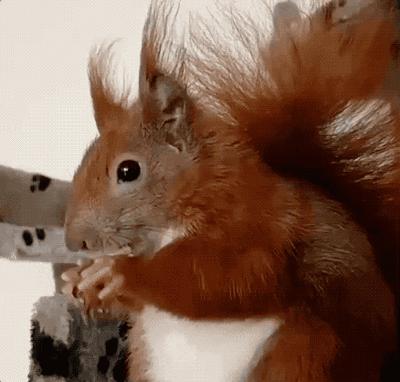 45吨松子阿富汗卖了多少,巴西松子与阿富汗松子的区别