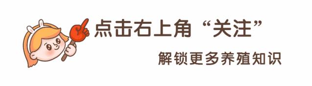 易养殖：带你治好鸡腺胃炎