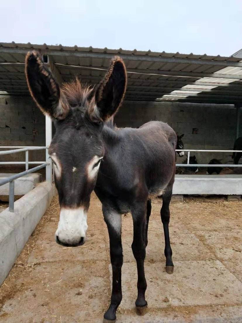 驴踢球,民间故事驴视频