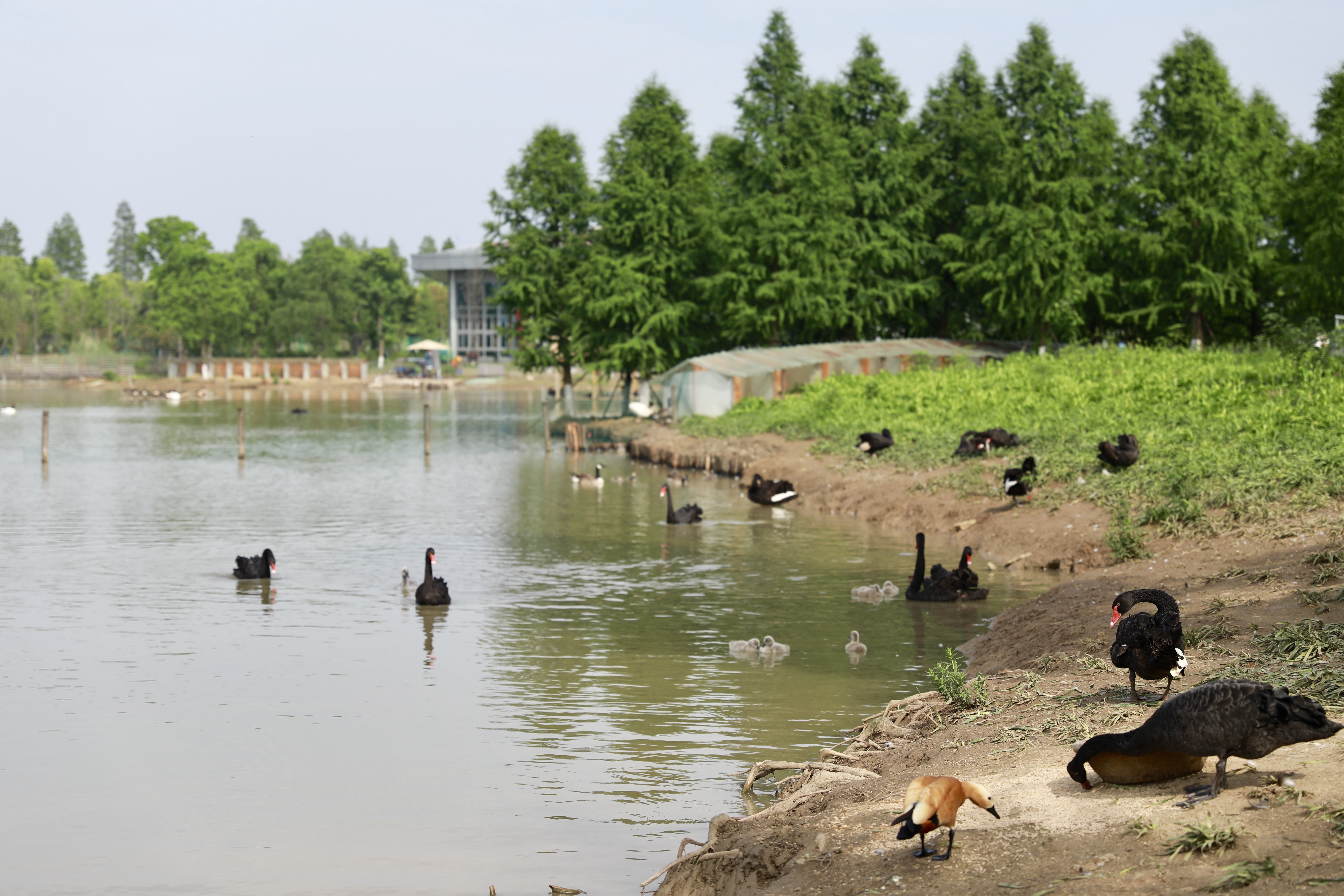 江苏南京高淳区旅游攻略,南京高淳老街一日游怎么坐地铁