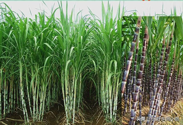 学会这几点让你成功,学会种甘蔗