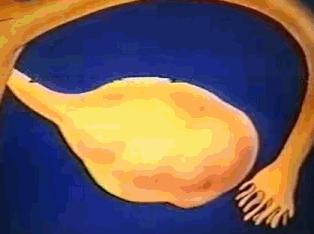 女性体内的神秘“暗线”:竟能支配月经