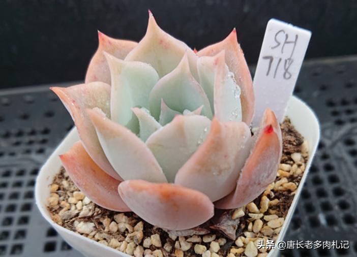 多肉露西娜怎么养,多肉露西娜养护