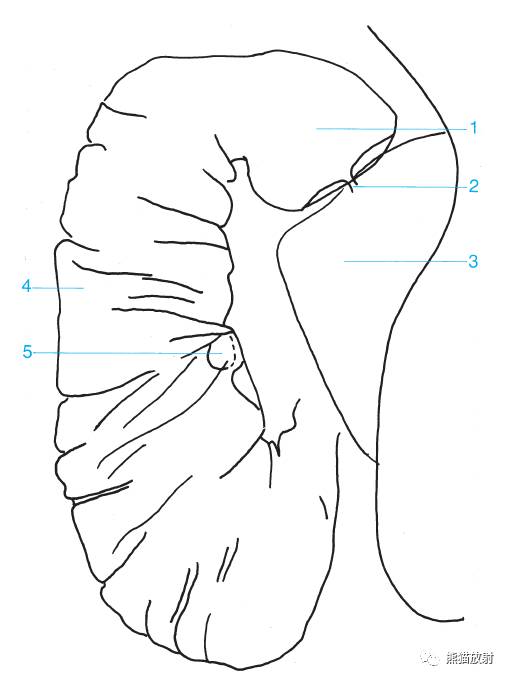 详细的消化道造影+彩色解剖图