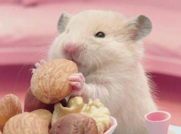 小仓鼠日常生活记,零碎小仓鼠的日常