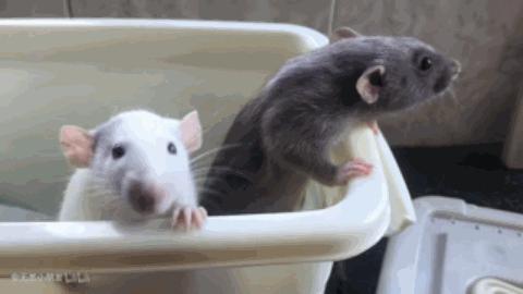 精灵鼠小弟是什么老鼠,精灵鼠小弟个人简介