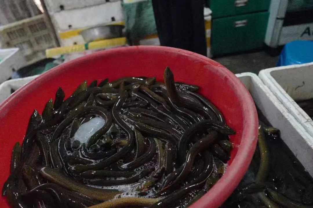 海错图这本书记录的什么,海错图中的海鳝