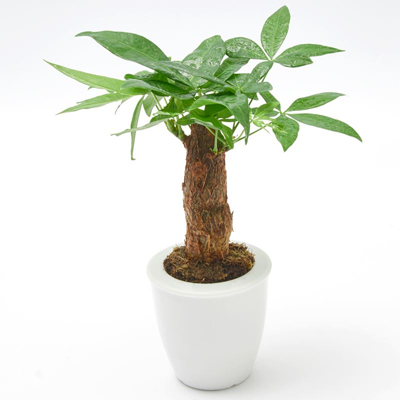 发财树枝干烂了怎么办,发财树枝枯了怎么挽救