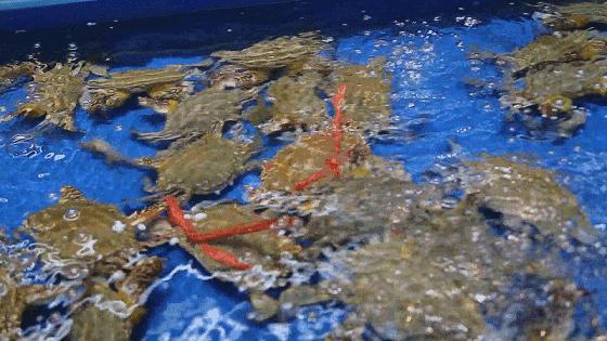 重庆的大型批发市场,最新最全重庆批发市场一览表