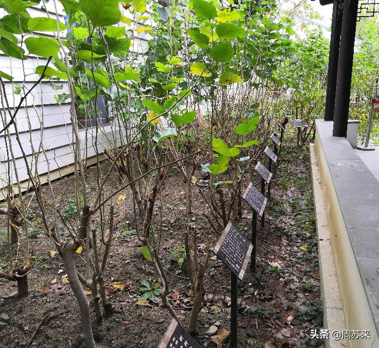 苏州丝绸博物馆,苏州丝绸博物馆纺织机