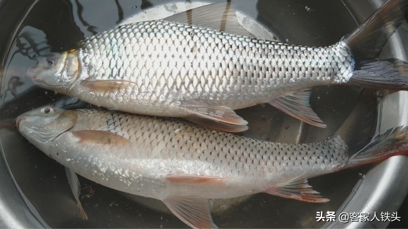 罐头鱼怎么做又脆又香酥,罐头鱼怎么做才好吃呢视频