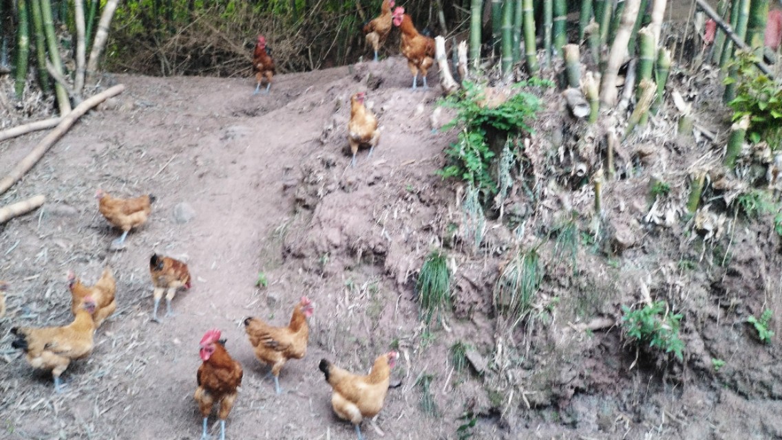 养殖土鸡模式,土鸡养殖技术及销售方法