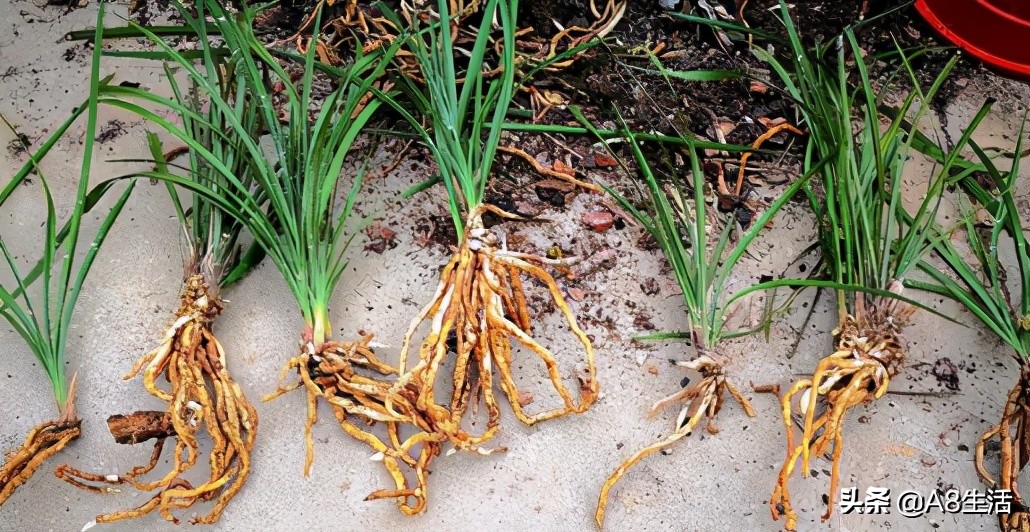 蒙山之春此花浓妆艳抹，彩块鲜红，是养兰人争相收藏的精品