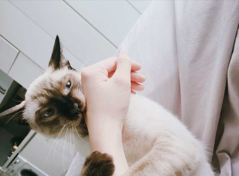 猫癣百科,猫癣科普