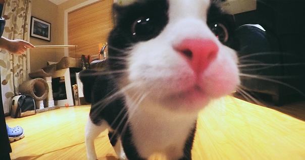 初为猫奴,新手猫奴必读