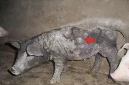 猪霉菌毒素中毒有什么症状,霉菌毒素超标猪容易得哪些病