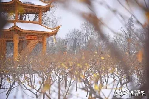 2024年鄢陵腊梅梅花文化节地址,第二年鄢陵花博园腊梅展