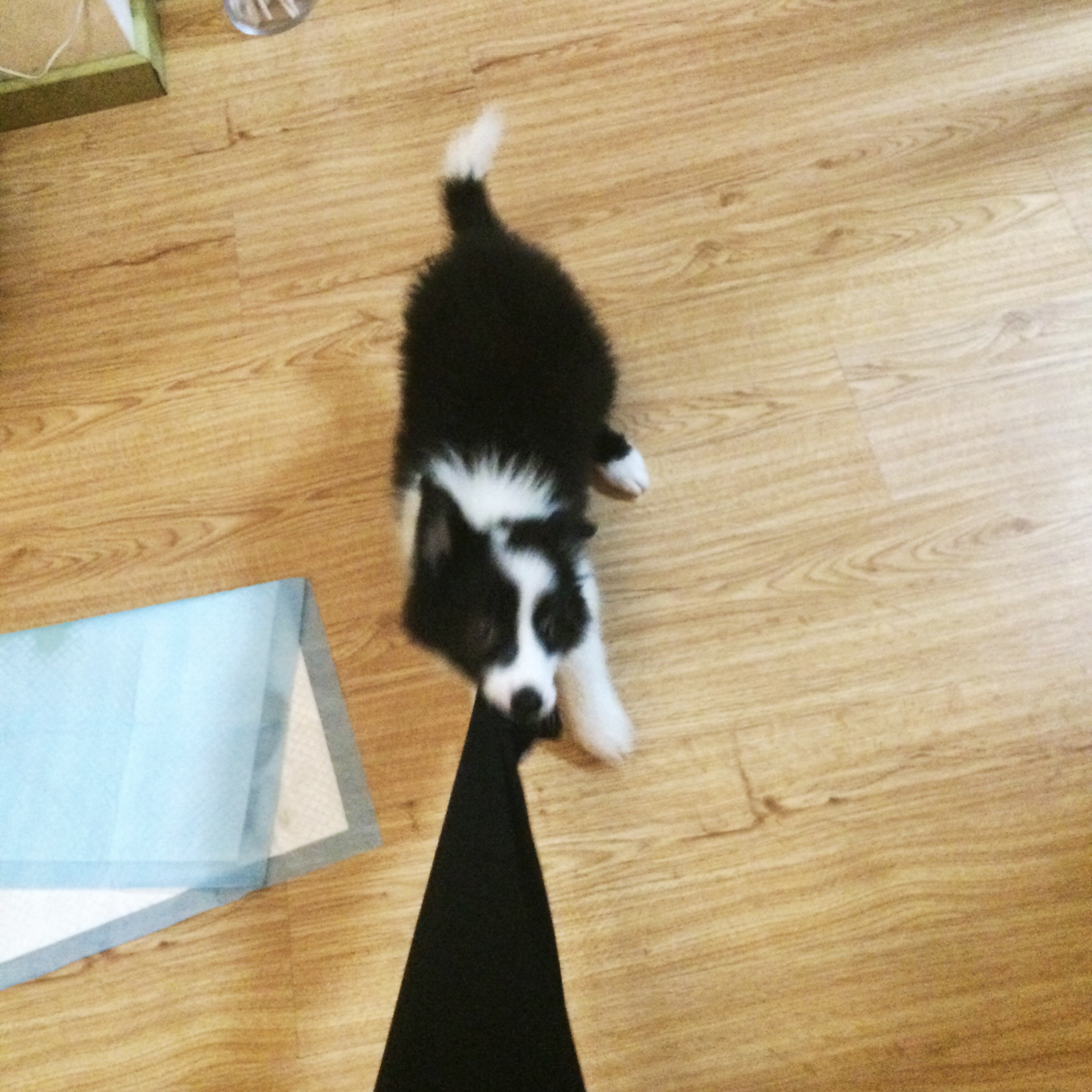 我的狗生病了但是还很活泼,一只狗得了犬瘟最后痊愈了