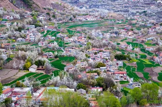 四月物语|桃杏梨大美中国、世界唯一！江浙沪紫藤芝樱绽放！