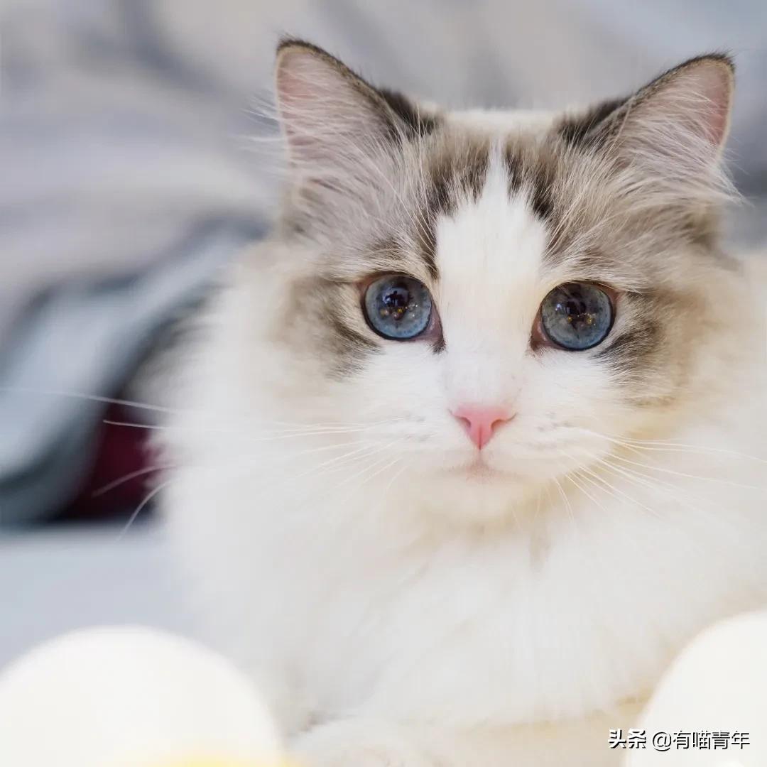 布偶猫身长四十厘米体重九斤,超级可爱的布偶猫有两万斤