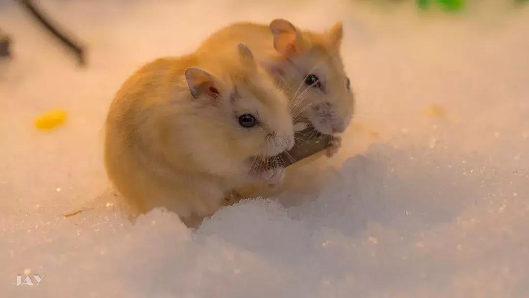 养仓第1步：如何挑选一只健康的仓鼠