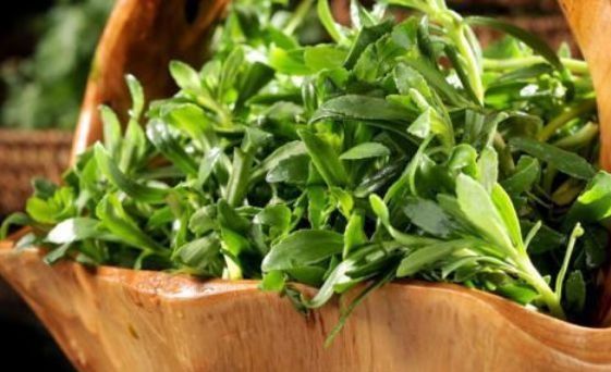 有一种野菜叫金不换,这种野菜300元一斤农村遍地都是