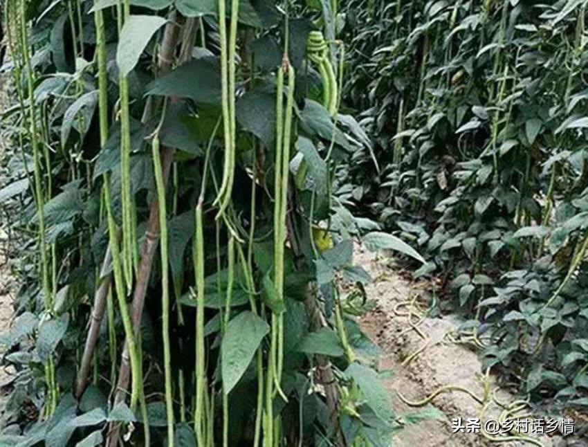 豆角叶发黄开花都落了怎么办,豆角下面出现黄叶如何防治