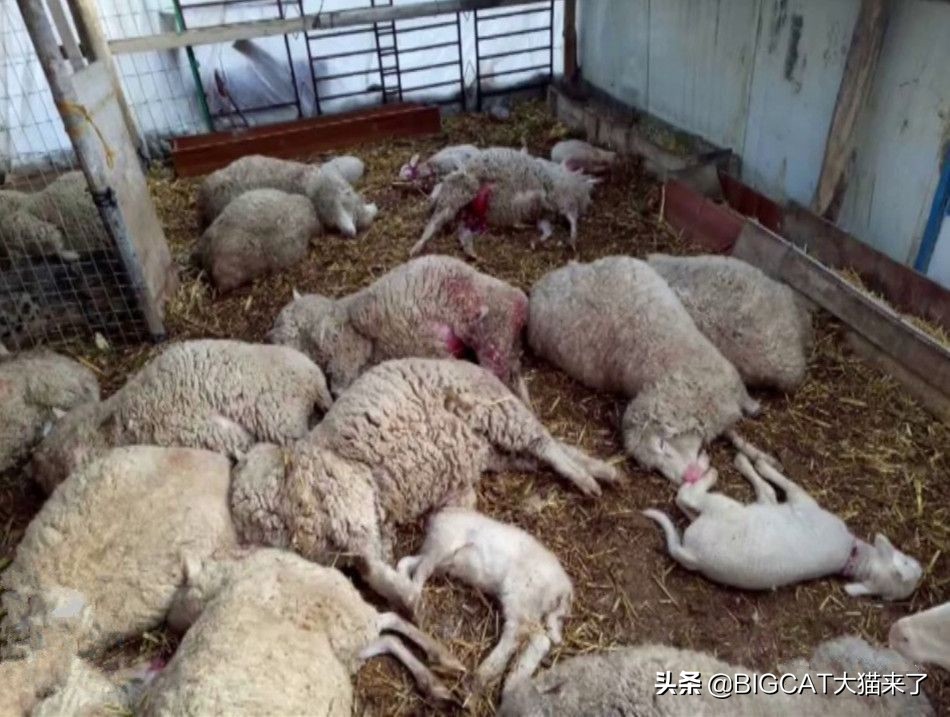 山西野生豹子咬死羊,牛犊被一大型野生动物咬死后续