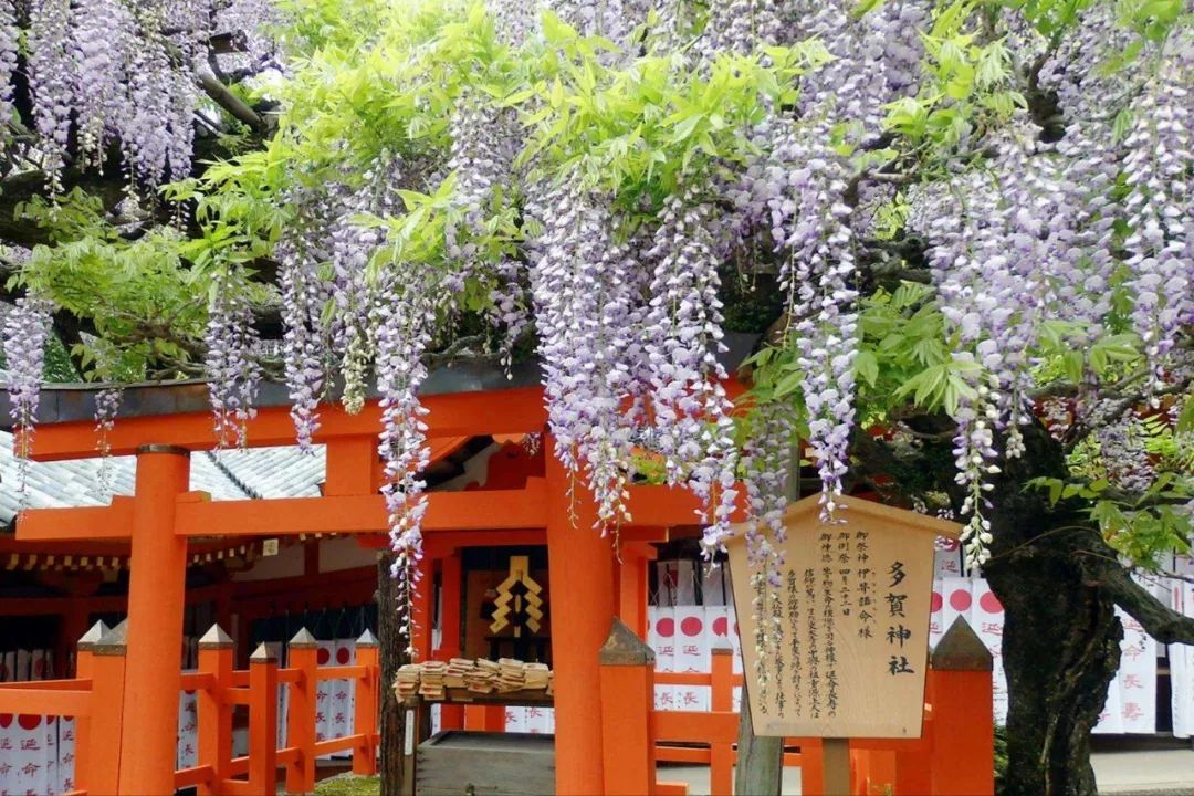 为了一群鹿而去一座城!日本奈良如何从“穷乡下”逆袭...