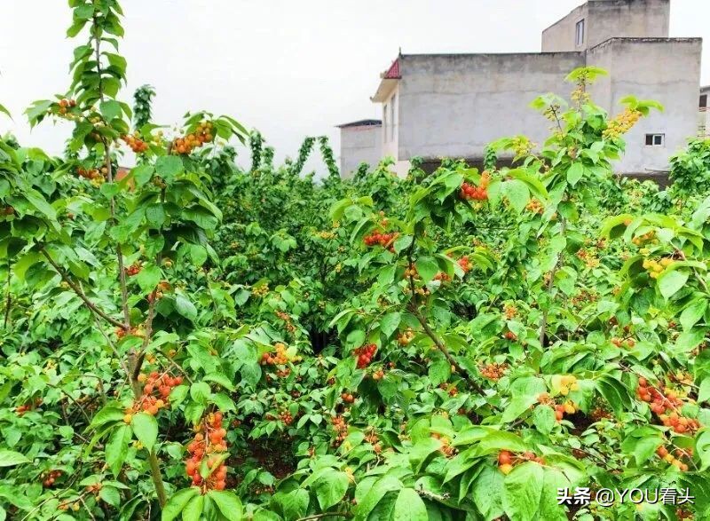 成都市恩桃儿,恩桃成都