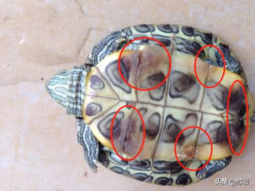 乌龟腐甲腐皮最佳治疗方法,乌龟脱皮和水霉病的区别